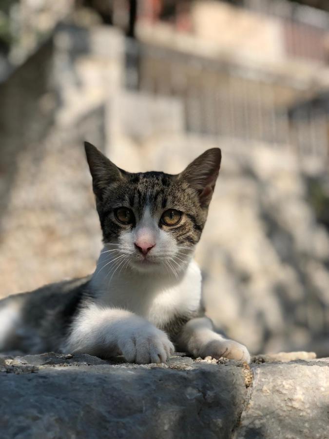 Vila Luka سلانو المظهر الخارجي الصورة